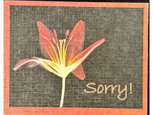 1231 SORRY 130.00 0.40 52.00 zdt3i2